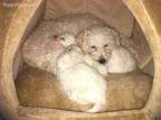 Bichon Frise Puppy for sale in Westford, MA, USA