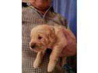 Golden Retriever Puppy for sale in Manor, TX, USA