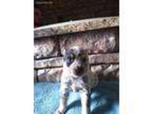 Australian Cattle Dog Puppy for sale in Rineyville, KY, USA