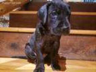 Great Dane Puppy for sale in Kittanning, PA, USA