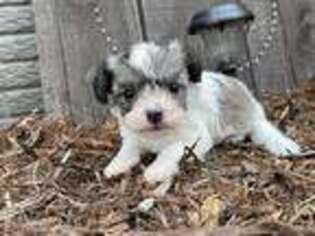 Havanese Puppy for sale in Riverhead, NY, USA