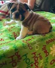 Bulldog Puppy for sale in Jonesville, MI, USA