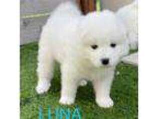 Samoyed Puppy for sale in San Diego, CA, USA