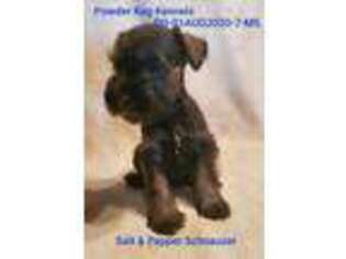 Mutt Puppy for sale in Raymondville, MO, USA