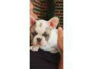 Medium Photo #1 French Bulldog Puppy For Sale in Fredericktown, MO, USA