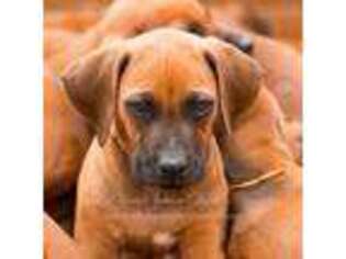 Rhodesian Ridgeback Puppy for sale in Lake Lure, NC, USA