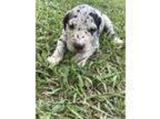 Great Dane Puppy for sale in Griffin, GA, USA