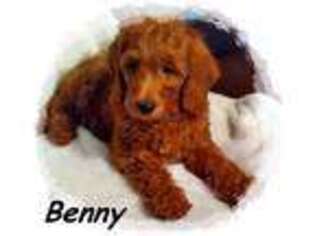 Labradoodle Puppy for sale in Aurora, MO, USA