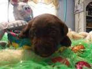 Labrador Retriever Puppy for sale in Lithia, FL, USA
