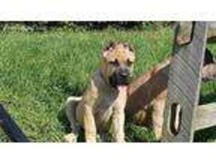 Cane Corso Puppy for sale in Hamilton, OH, USA