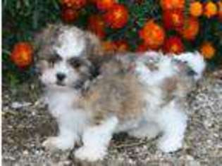 Mal-Shi Puppy for sale in CRARY, ND, USA