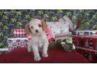 Cavachon Puppy for sale in Millerstown, PA, USA