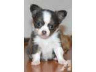 Chihuahua Puppy for sale in BRUSH CREEK, TN, USA