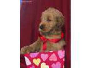 Goldendoodle Puppy for sale in Barboursville, WV, USA