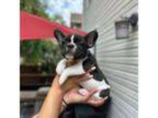 French Bulldog Puppy for sale in Fair Lawn, NJ, USA