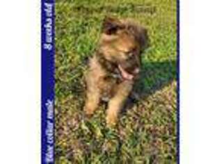 German Shepherd Dog Puppy for sale in Dade City, FL, USA