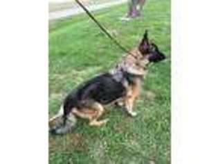 German Shepherd Dog Puppy for sale in Auburn, IL, USA