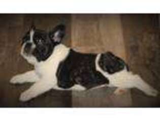 French Bulldog Puppy for sale in Starr, SC, USA
