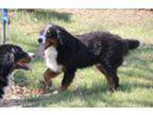 Bernese Mountain Dog Puppy for sale in Cabool, MO, USA