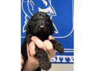 Goldendoodle Puppy for sale in Myrtle Beach, SC, USA