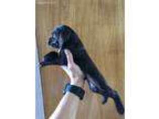 Boykin Spaniel Puppy for sale in Reynolds, GA, USA
