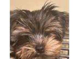 Yorkshire Terrier Puppy for sale in West Warwick, RI, USA