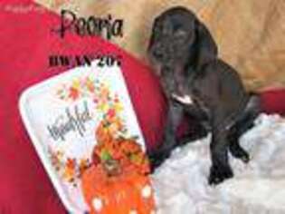 Great Dane Puppy for sale in Owasso, OK, USA