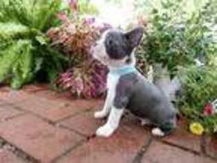 Boston Terrier Puppy for sale in Dayton, OH, USA