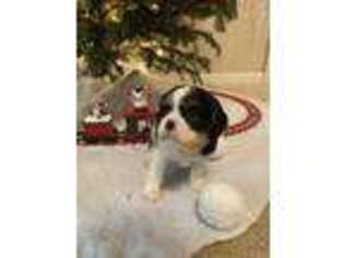 Cavalier King Charles Spaniel Puppy for sale in Knights Landing, CA, USA