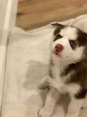 Siberian Husky Puppy for sale in North Hollywood, CA, USA