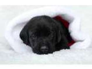 Labrador Retriever Puppy for sale in Brentwood, TN, USA