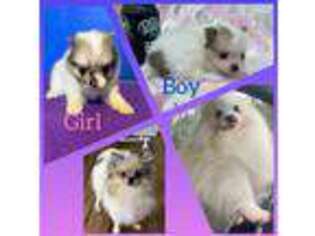 Pomeranian Puppy for sale in Ocala, FL, USA