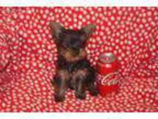 Yorkshire Terrier Puppy for sale in Horse Cave, KY, USA