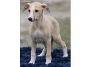 Whippet Puppy for sale in Whitewright, TX, USA