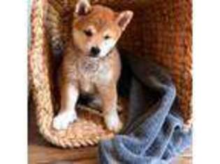 Shiba Inu Puppy for sale in Yucca Valley, CA, USA