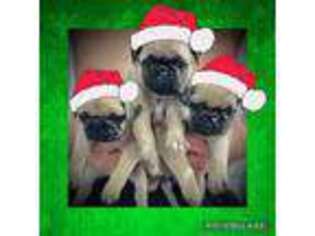 Pug Puppy for sale in Mineral Wells, TX, USA