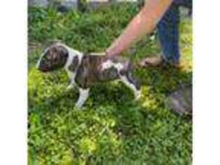 Bull Terrier Puppy for sale in Perry, NY, USA