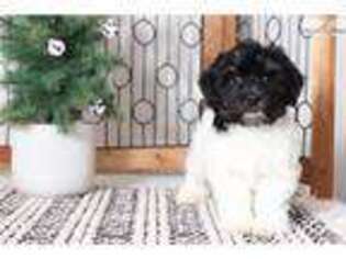 Havanese Puppy for sale in Fort Myers, FL, USA