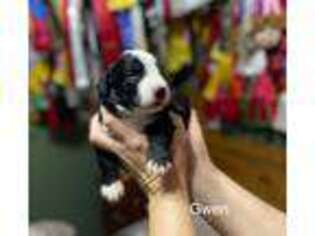 Mutt Puppy for sale in Longmont, CO, USA
