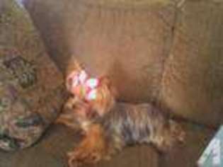 Yorkshire Terrier Puppy for sale in LILY, KY, USA