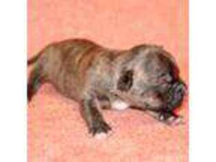 Mutt Puppy for sale in Swansea, SC, USA