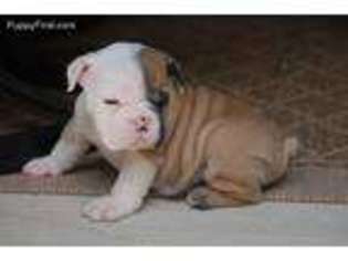 Bulldog Puppy for sale in Uhrichsville, OH, USA