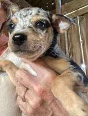 Chihuahua Puppy for sale in Geneva, IN, USA