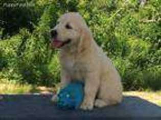 Mutt Puppy for sale in Sylvester, GA, USA