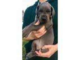 Great Dane Puppy for sale in Bloomington, IN, USA