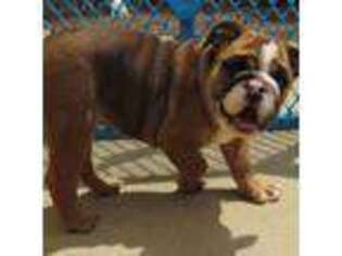 Bulldog Puppy for sale in Walnut Cove, NC, USA