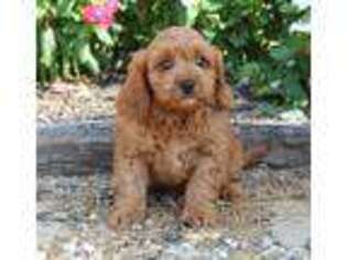 Cavapoo Puppy for sale in Montgomery, IN, USA