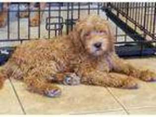 Labradoodle Puppy for sale in Julian, NC, USA