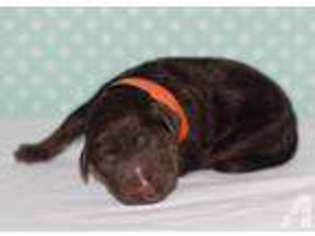 Labrador Retriever Puppy for sale in STEINHATCHEE, FL, USA
