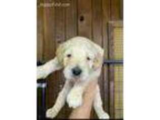 Goldendoodle Puppy for sale in Scottsville, KY, USA